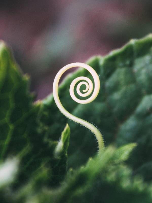 Financial Advisor Kent Town