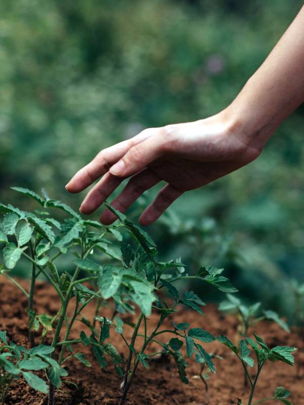 Financial Advisor Kent Town